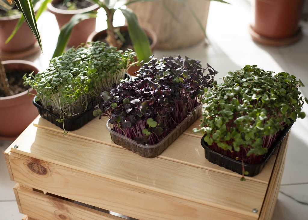 Indoor Herb Garden Kit